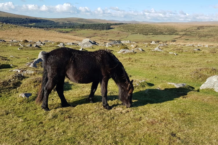 Dartmoor Pony on the moorlands