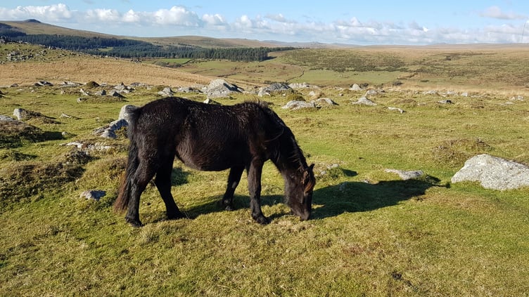 Dartmoor Pony on the moorlands