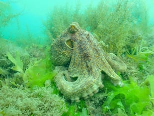Octopus Blooms off SW coast threaten fishing industry