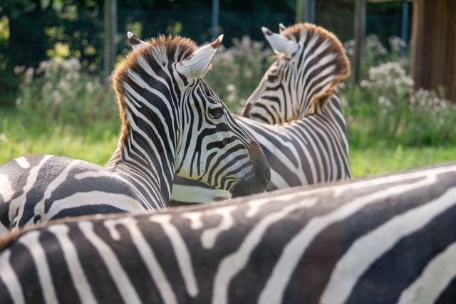 Grant’s Zebras charm visitors at Dartmoor