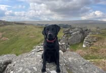 Vet Alastair Atkinson's dog beats rare illness