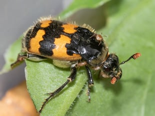 Nature Diary by Geoff Foale | Nature Revisited