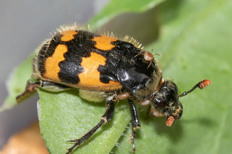 Common Burying Beetle - Nicrophorus vespillo
