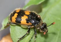 Discover Geoff Foale's Wildlife Adventures