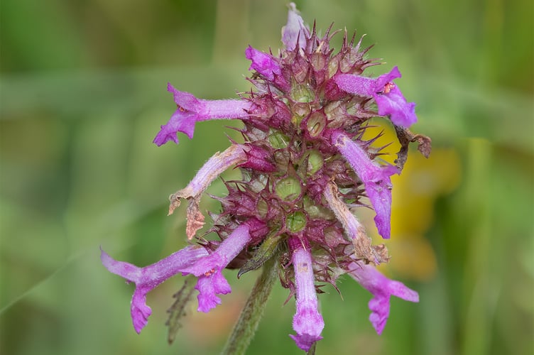 Betony - Betonica officinalis