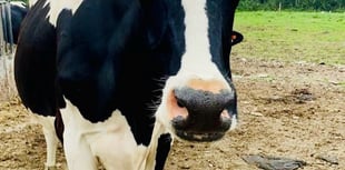 South Moor Vet Richard Walters | Cow in a twist