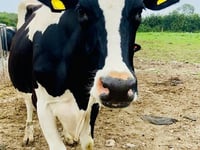 South Moor Vet Richard Walters | Cow in a twist