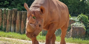 Zoo mourns loss of Mani the Rhino