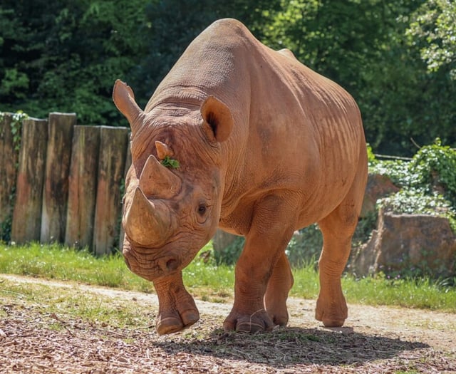 Zoo mourns loss of Mani the Rhino