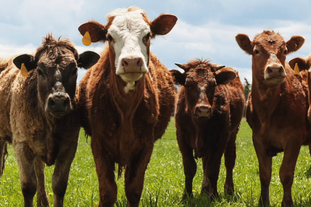 “British farmers deserve better”, says Voaden