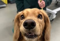 'Caught Hook, Line and Spaniel'