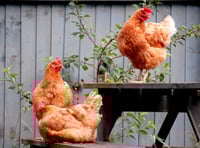 Devon residents urged to adopt hens with British Hen Welfare Trust