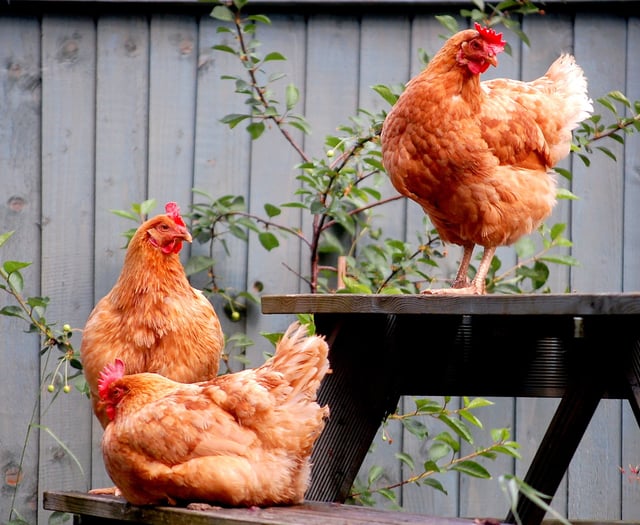 Devon residents urged to adopt hens with British Hen Welfare Trust