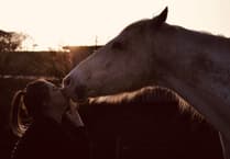 Horse vet removes eye tumour despite challenges