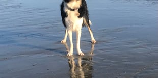 Tails from South Moor Vets | a Ruff Landing by vet Will McMullan