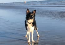 Border Collie's Lucky Escape at Thurlestone by vet Will McMullan