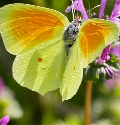 Cleopatra Butterfly - Mike Hitch