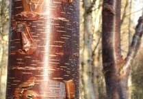 Paul Bartlett: The beauty of birch