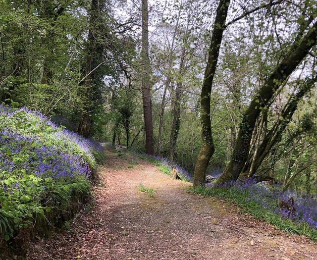 Tesco's Stronger Starts backs Kingsbridge woodland project