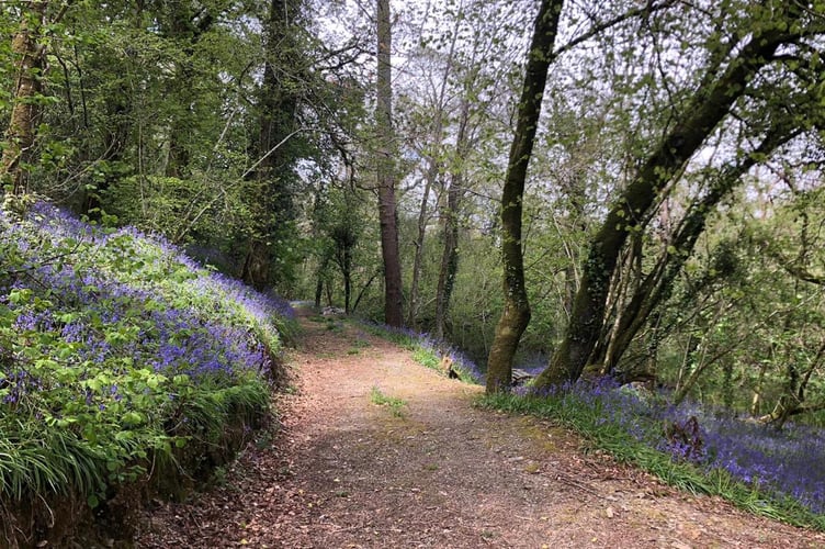 Deer wood near Kingsbridge