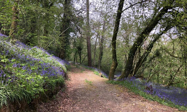 Deer wood near Kingsbridge