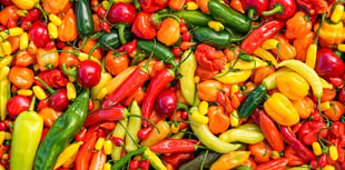 Renewable energy overtakes coal as top electricity source