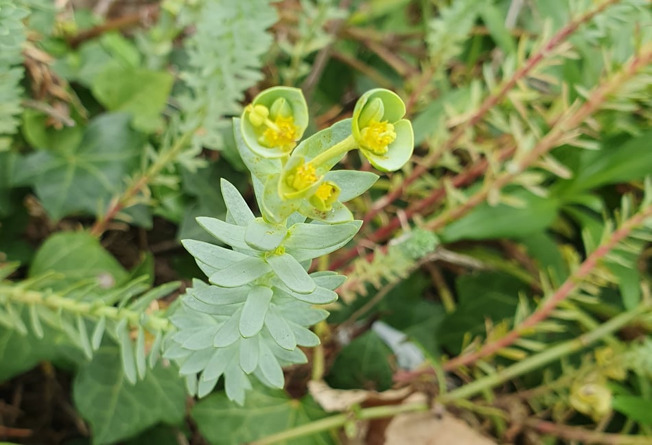 Nature Diary by Alice Henderson | Botany on the Beach