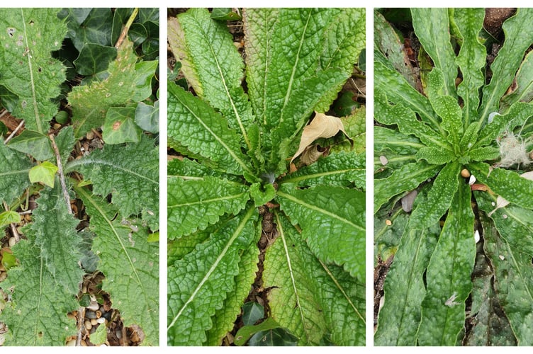 From left to right, thistle, teasel, vipers bugloss - Alice Henderson.
