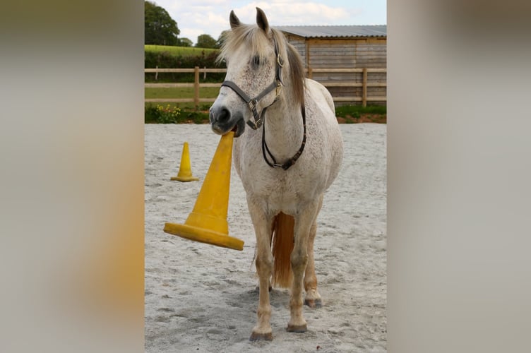 Sirona horse, Chapas, with a cone.