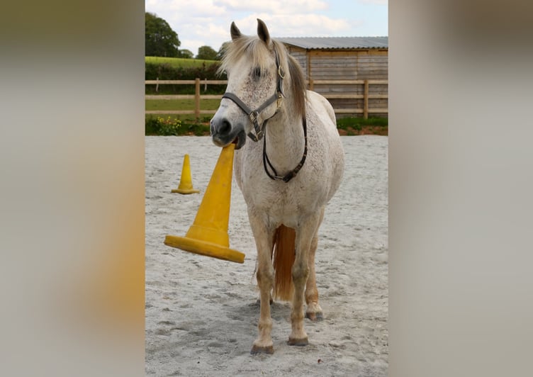 Sirona horse, Chapas, with a cone.