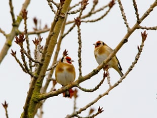 Nature Diary by Alice Henderson | Gathering Birds 