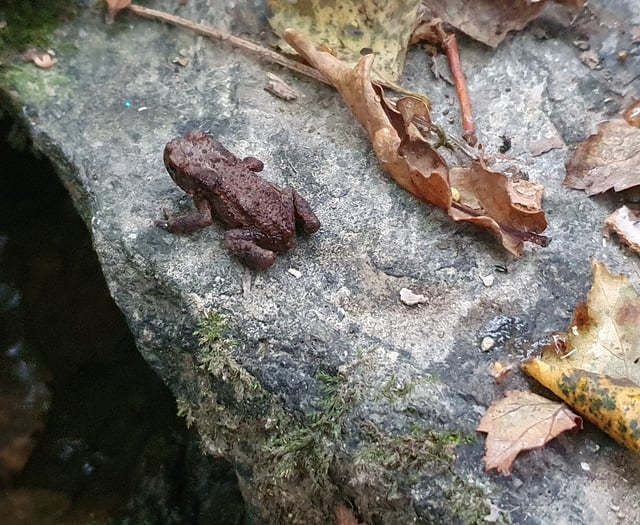 Nature Diary by Alice Henderson | Scavenging for Autumnal Treasures 