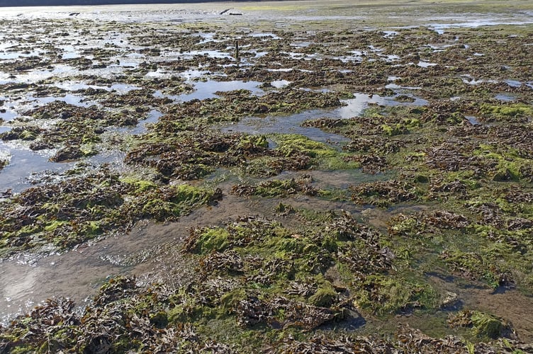 Mudflats being overtaken by Pacific oysters and attached seaweeds - Nigel Mortimer