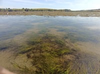 South Devon seagrass revival initiative