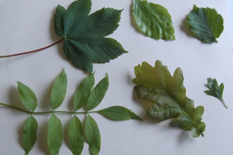 Six tree leaves in summer