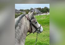 Marie the horse's dramatic recovery from hedge injury