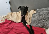 Animal shelter launches winter appeal