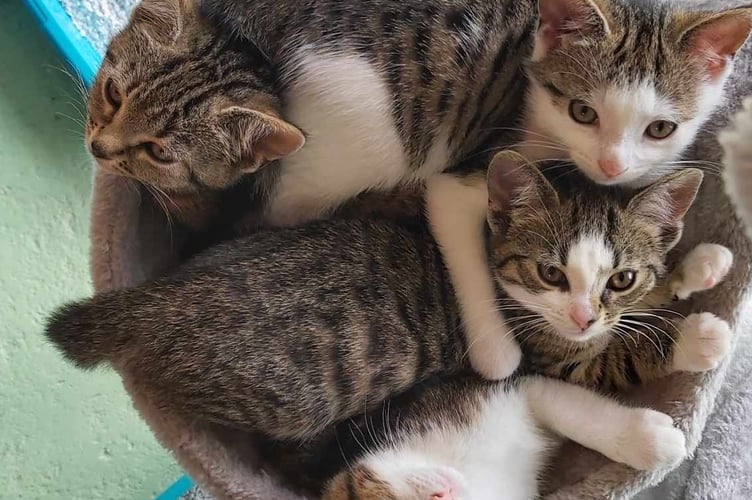 Kittens at Gables Dogs & Cats Home