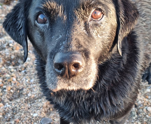 Tails from South Moor by vet Lou Newman | A good death?  