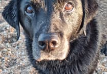 Navigating pet euthanasia: A vet's perspective