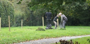 South Hams District Council sows seeds for urban wildlife meadows