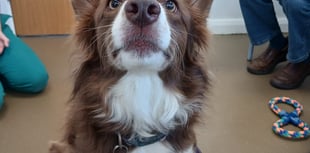 Tails from South Moor | by Alice Gullick (RVN)