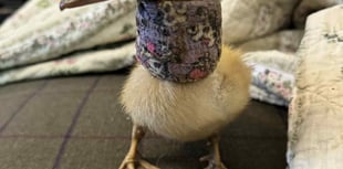 Tails from South Moor by Viv Brown RVN | An Egg-cellent Patient