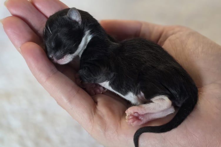 Gabriel who was rejected by his mother 