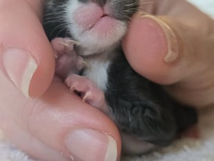 Newborn kitten Gabriel clings to survival