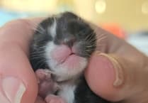 Newborn kitten survives against all odds