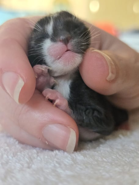 Sole survivor Gabriel who weighs just 50 grams - Gables Dogs & Cats 