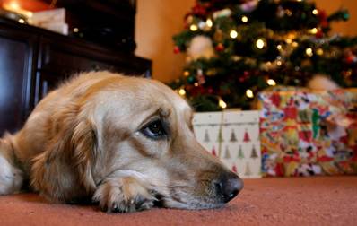 Vets warn dog owners of Christmas chocolate and raisin dangers