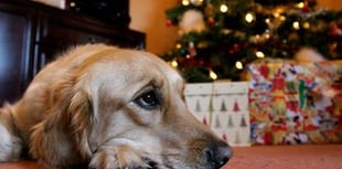 Vets warn dog owners of Christmas chocolate and raisin dangers