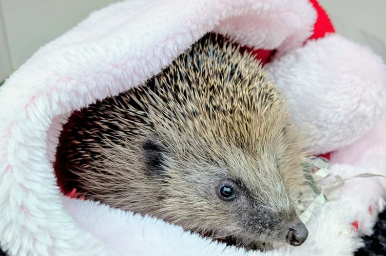 Aquarious in his Christmas Hat - Image courtesy of South West Water